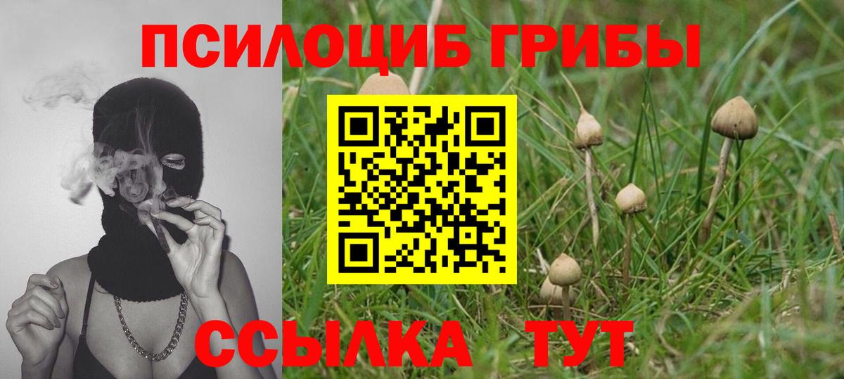 Псилоцибиновые грибы Cubensis Отрадное